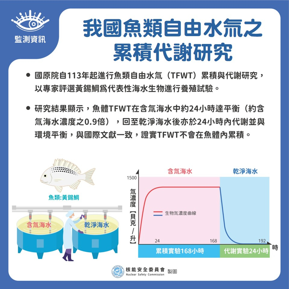 國原院自113年起進行魚類自由水氚（TFWT）累積與代謝研究，以專家評選黃錫鯛為代表性海水生物進行養殖試驗。 研究結果顯示，魚體TFWT在含氚海水中約24小時達累積平衡，平衡後約為含氚海水濃度之0.9倍，將魚放回至乾淨海水後，亦於24小時內代謝並與環境海水氚平衡，其趨勢與國際文獻一致，證實TFWT不會在魚體內累積。圖片